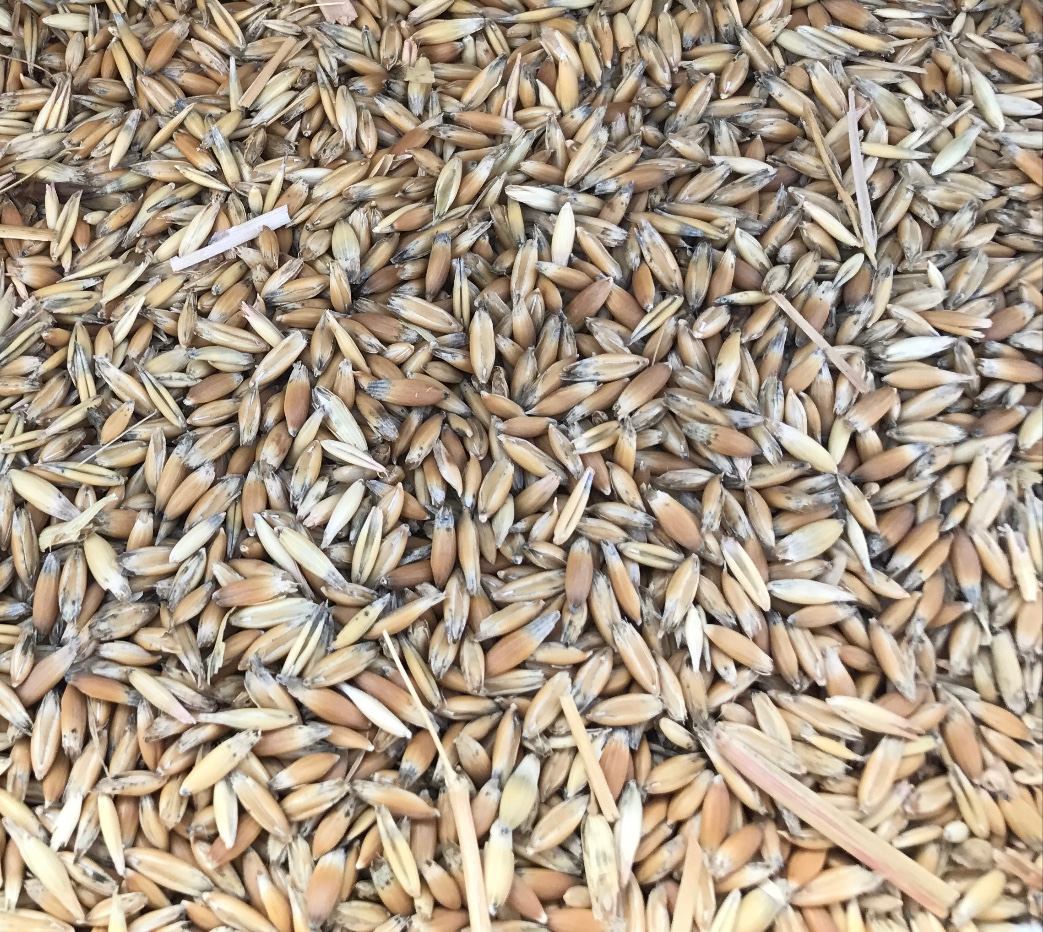 250 m/t of Yallara Oats Grain & Seed Oats For Sale